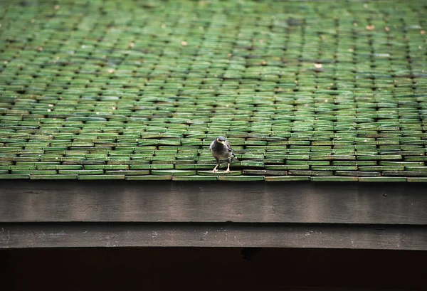 Зелена Керамічна Плитка Даху Традиційному Тайському Стилі — стокове фото