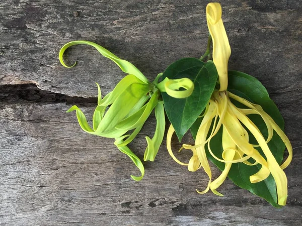 Gelbe Thai Ylang Ylang Oder Ilang Ilang Blume Auf Holztisch Stockbild