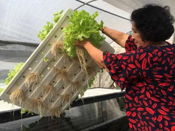 Landwirt Erntet Hydrokultur Pflanzen Aeroponics Salat Gemüse lizenzfreie Stockfotos