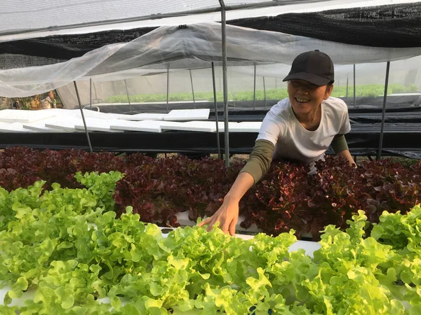 Landwirt Erntet Hydrokultur Pflanzen Aeroponics Salat Gemüse Stockfoto