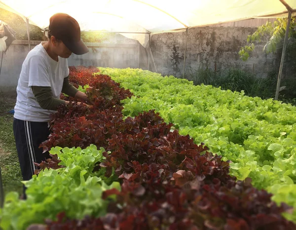 Landwirt Erntet Hydrokultur Pflanzen Aeroponics Salat Gemüse lizenzfreie Stockbilder