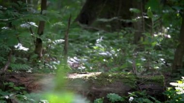 Bacaklar doğa yürüyüşleri uzak bir yaz ormandaki iki çift, yakın çekim.