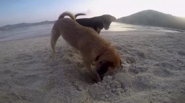 İki köpek sahilde oynuyorlar.