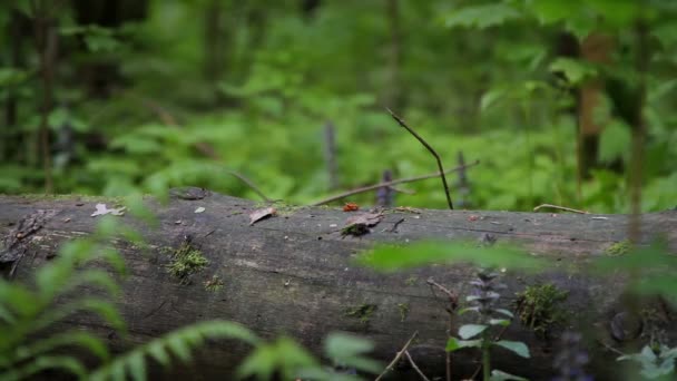 Nahaufnahme Von Trekkingschuhen Menschliche Beine Treten Wald Über Den Baumstamm — Stockvideo