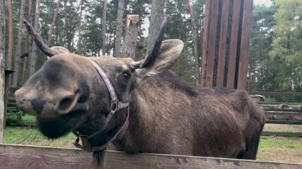 L'orignal est derrière la clôture. Plan rapproché d'un animal mâchant l'herbe .