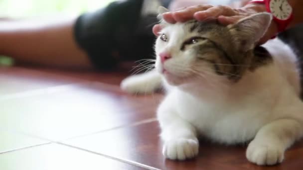 Mano femminile accarezzare un gatto sdraiato sul pavimento — Video Stock