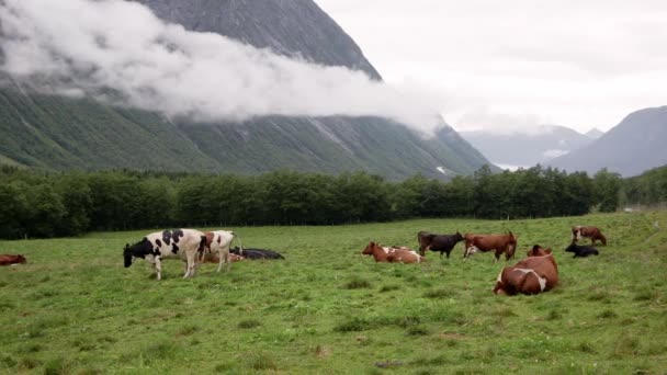 Egy tehéncsorda legel egy norvég hegyi réten. — Stock videók