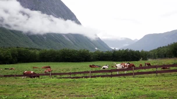 Una manada de vacas pastando en un prado de montaña en Noruega — Vídeo de stock