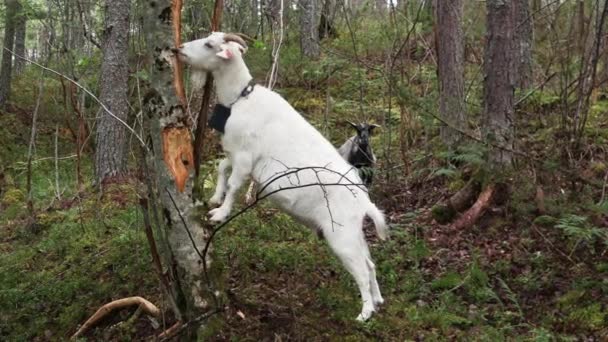 Une chèvre blanche broute dans la forêt . — Video