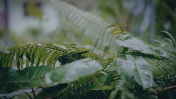 Närbild av ett löv av en tropisk växt på en regnig dag. — Stockvideo
