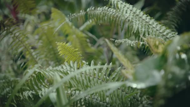 Close-up van een blad van een tropische plant op een regenachtige dag. — Stockvideo