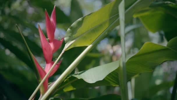 Fechar de uma folha de uma fábrica tropical . — Vídeo de Stock