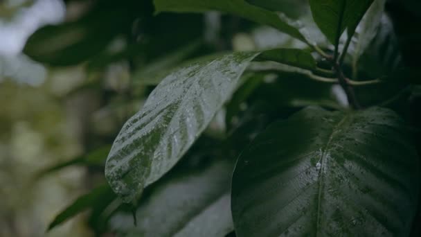 Primer plano de una hoja de una planta tropical en un día lluvioso . — Vídeo de stock