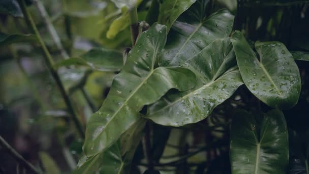 Close-up van een blad van een tropische plant op een regenachtige dag. — Stockvideo