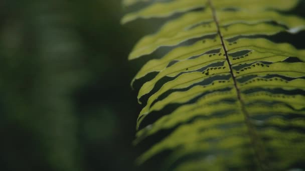Närbild av ett blad av en tropisk växt. — Stockvideo
