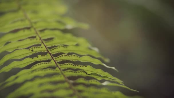 El primer plano de la hoja de la planta tropical . — Vídeo de stock