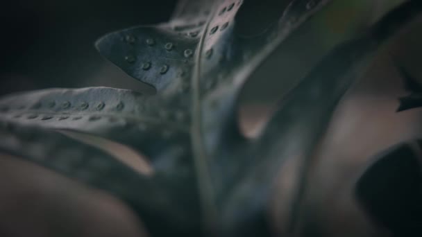 Gros plan d'une feuille d'une plante tropicale .