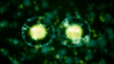 İnsan vücudundaki 3 boyutlu hücre birleşimi özeti.