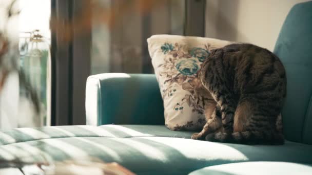 Een tabby huiskat zit op een blauwe bank en borstelt zijn jas. — Stockvideo