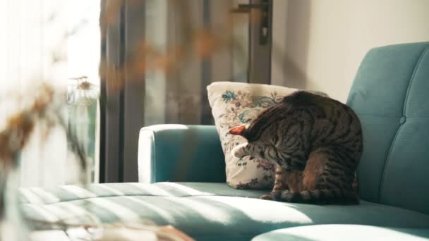 En tabby tamkatt sitter på en blå soffa och borstar sin rock. — Stockvideo