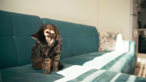 Eine gestromte Hauskatze sitzt auf einem blauen Sofa und bürstet ihren Mantel. — Stockvideo