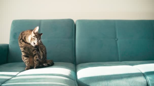 Een tabby huiskat zit op een blauwe bank en borstelt zijn jas. — Stockvideo
