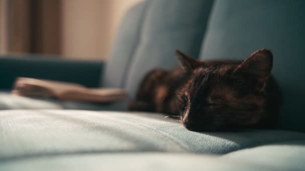 Mooie gemengde gekleurde kat, slapen op een blauwe bank op een zonnige dag. — Stockvideo