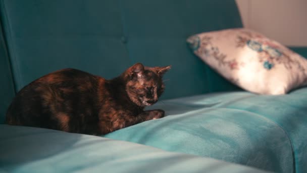 Vacker blandad färgad katt, sover på en blå soffa på en solig dag. — Stockvideo