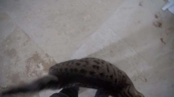 POV πυροβόλησε μια πεινασμένη γάτα με τα πόδια γύρω και ζητώντας μια απόλαυση. — Αρχείο Βίντεο