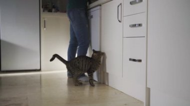 Aç kedisi yemek isterken genç bir kadın yemek hazırlıyor.