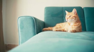 Güzel kırmızı kedi, güneşli bir günde mavi bir kanepede uzanıyor ve dinleniyor..