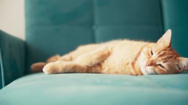 Güzel kırmızı kedi, güneşli bir günde mavi bir kanepede uzanıyor ve kestiriyor..