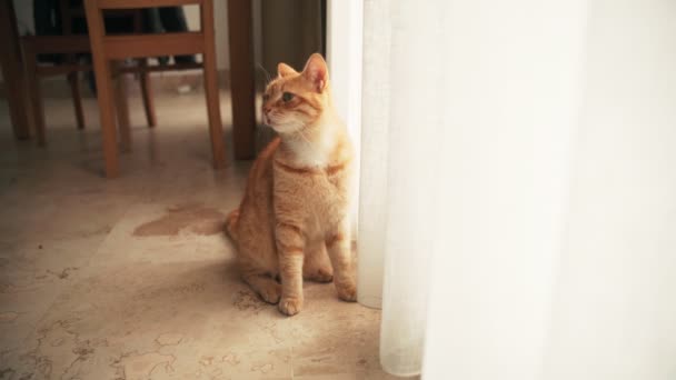 Een grappige gember kat zit op de vloer naast een raam en gordijnen — Stockvideo