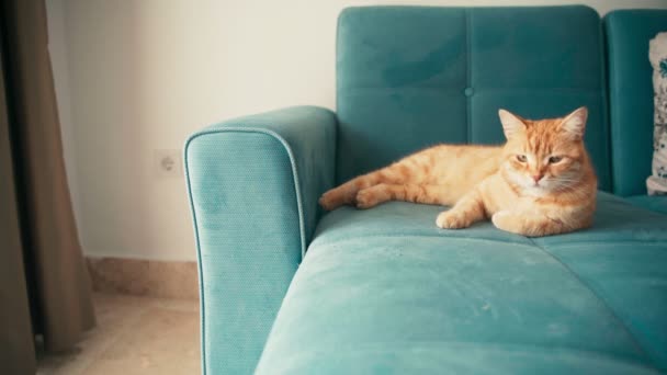 Schöne rote Katze, liegend und schlafend auf einem blauen Sofa an einem sonnigen Tag. — Stockvideo