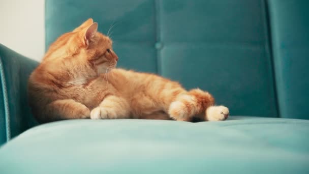 Όμορφη κόκκινη γάτα, ξαπλωμένη και χαλαρωτική σε ένα μπλε καναπέ σε μια ηλιόλουστη μέρα. — Αρχείο Βίντεο