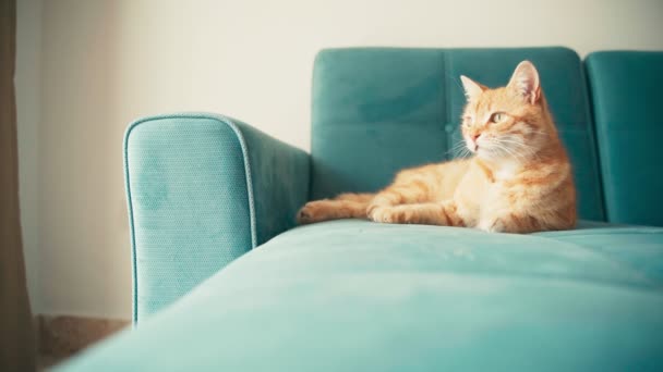 Schöne rote Katze, liegend und entspannend auf einem blauen Sofa an einem sonnigen Tag. — Stockvideo