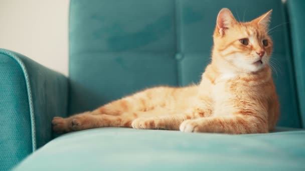 Beautiful red cat, lying and relaxing on a blue sofa on a sunny day. — Stock Video