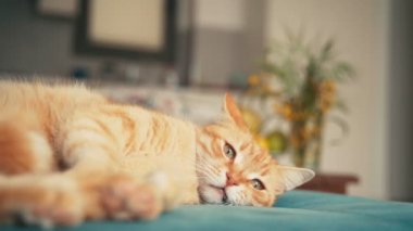 Güzel kırmızı kedi, güneşli bir günde mavi bir kanepede uzanıyor ve kestiriyor..