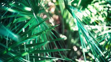 Tropikal bitki yaprağına yakın çekim. Doğal arkaplan.