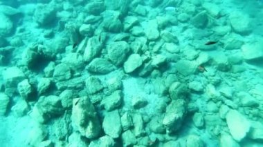 Kayalık bir deniz yatağı ve küçük bir deniz balığının yavaş çekim görüntüleri.