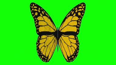 Videolar. Üç boyutlu illüstrasyon. Renkli kelebekler Chroma anahtar arka planında açık kanatları olan kelebekler.