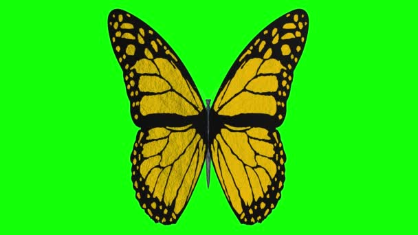 Videos Illustration Colorful Butterfly Flies Open Wings Chroma Key Background — Stock Video