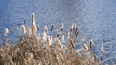 Bulrush su, göller, nehirler bir arka plan üzerinde