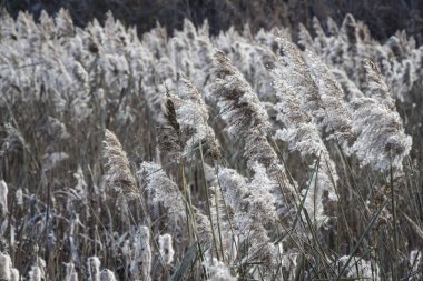 Spica. Sonra Mısır kulakları altın
