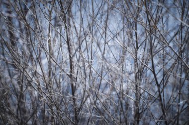 İnce, Kuru kış dalları. Arka plan için. Sessiz doğa soğuk