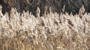 Spica. Sonra Mısır kulakları altın