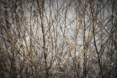 İnce, Kuru sonbahar dallar. Arka plan için. Sessiz doğa