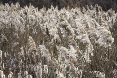 Spica. Sonra Mısır kulakları altın