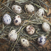 Křepelčí vejce v hnízdě na dřevěné pozadí. Velikonoce