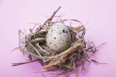 Bıldırcın yumurtası pembe bir arka plan üzerinde bir yuva. Paskalya